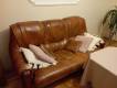Sprzedam meble skórzane do salonu: kanapa i dwa fotele, kredens dębowy oraz ławę rozkładaną 